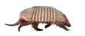 Armadillo - Dasypodidae - Cingulata Royalty Free Stock Photo