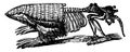 Armadillo Endoskeleton and Exoskeleton or Dermoskeleton, vintage illustration