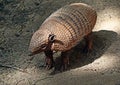 Armadillo