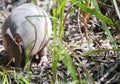 Armadillo Foraging In Forest