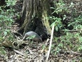 Armadillo In The Forrest Royalty Free Stock Photo