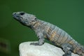 Armadillo Girdled Lizard Royalty Free Stock Photo