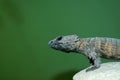 Armadillo Girdled Lizard Royalty Free Stock Photo