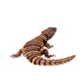 The armadillo girdled lizard on white Royalty Free Stock Photo