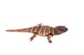 The armadillo girdled lizard on white Royalty Free Stock Photo