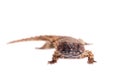 The armadillo girdled lizard on white