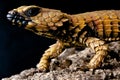Armadillo lizard Royalty Free Stock Photo