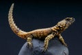 Armadillo lizard / Cordylus cataphractus Royalty Free Stock Photo