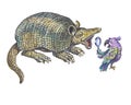 Armadillo and parrot Royalty Free Stock Photo