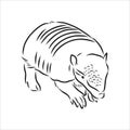 Armadillo parrot polygonal lines illustration. Abstract vector armadillo on the white background