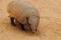 Armadillo at PenÃÂ­nsula ValdÃÂ©s