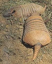 Armadillo