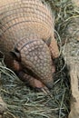 Armadillo