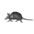 Armadillo, vector sketch, drawn in engraving style Royalty Free Stock Photo