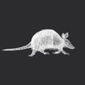 Armadillo, vector sketch, drawn in engraving style Royalty Free Stock Photo