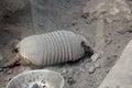 An Armadillo at the zoo