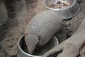 An Armadillo at the zoo