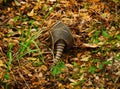 Armadillos tail and Back view Dasypus novemcinctus in free nature looking for food