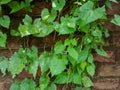 Armani Lota, Mikania micrantha Kunth, Bittervine, Germani Lota. Brick walls are covered with leaves