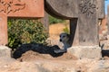 Armenia, Artashavan, September 2022. Dog in the shade of stones.