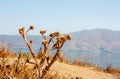 Armenia. Dried thistles on Sevan lake Royalty Free Stock Photo