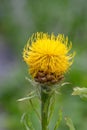 Armenian basketflower Centaurea macrocephala, yellow inflorescence