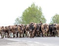 Armenian cowboy herding his cow herd. Royalty Free Stock Photo