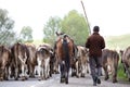 Armenian cowboy herding his cow herd.