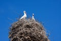 Armenian Cranes Pair Royalty Free Stock Photo