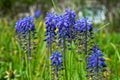 Armenian grape hyacinth, blue flowers of Muscari armeniacum Royalty Free Stock Photo