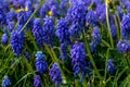 Armenian grape hyacinth, blue flowers of Muscari armeniacum Royalty Free Stock Photo