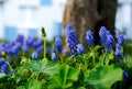 Armenian grape hyacinth, blue flowers of Muscari armeniacum Royalty Free Stock Photo