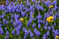 Armenian grape hyacinth, blue flowers of Muscari armeniacum Royalty Free Stock Photo