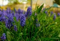 Armenian grape hyacinth, Muscari armeniacum, blue flowers Royalty Free Stock Photo