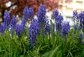 Armenian grape hyacinth, Muscari armeniacum, blue flowers Royalty Free Stock Photo