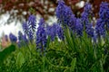 Armenian grape hyacinth, Muscari armeniacum, blue flowers Royalty Free Stock Photo