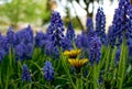 Armenian grape hyacinth, Muscari armeniacum, blue flowers Royalty Free Stock Photo