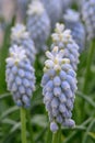 Armenian Grape hyacinth Muscari armeniacum Esther, ice-blue flower Royalty Free Stock Photo