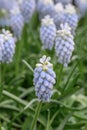 Armenian Grape hyacinth Muscari armeniacum Esther, ice-blue flowers Royalty Free Stock Photo