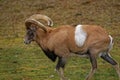Armenian mouflon Royalty Free Stock Photo