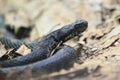 Armenian mountain viper