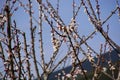 Prunus armeniaca flowers on tree in the ornamental garden in spring Royalty Free Stock Photo