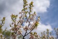 Armenian Plum flowers in bloom. Also known as a Siberian apricot or tibetian apricot Royalty Free Stock Photo