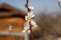 Armenian plum Prunus armeniaca flower in the garden