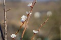 Armenian plum Prunus armeniaca flower in the garden