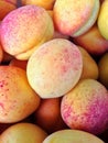 Sunny sweet Armenian apricots