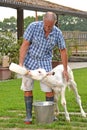 Armer feeding a white cow