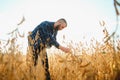 armer inspects soybeans before harvesting. The concept of agricultural industry