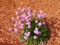 Armeria alpina