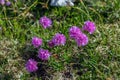 Armeria alpina in the mountains, close up